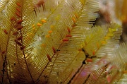 Aglaophenia-tubulifera-Belle ile Basse Palais-6m-20160630-Denis-ADER-DSC_8276_tn